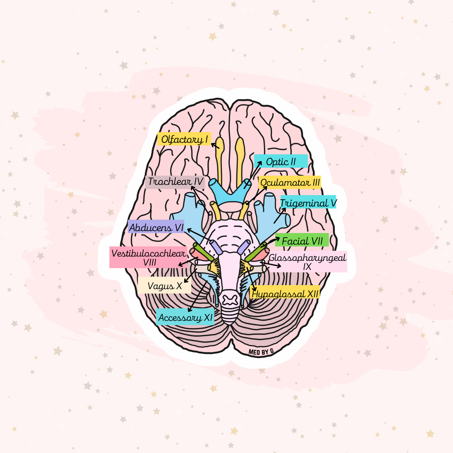 Anatomy: Cranial Nerves (Sticker)